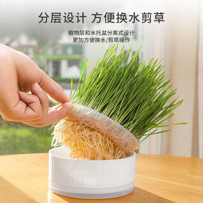 去毛球猫草 水培种植盒小麦种子 猫零食猫薄荷培育盘杯批发水培盒