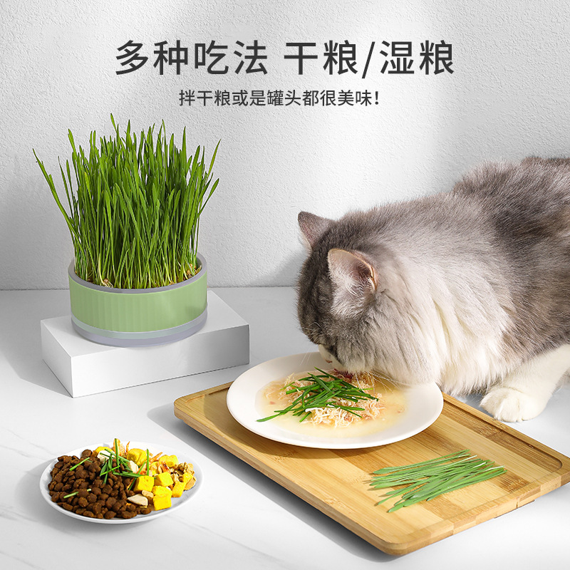 猫草
